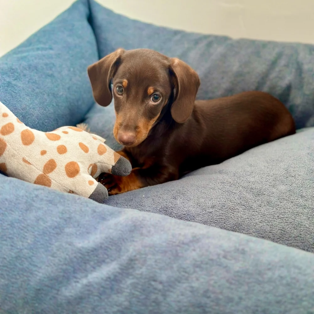Cama para perros de borrego Nube - Imagen 3