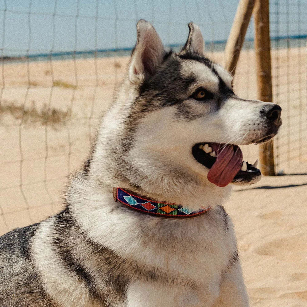 Collar para perros Camerún - Imagen 3
