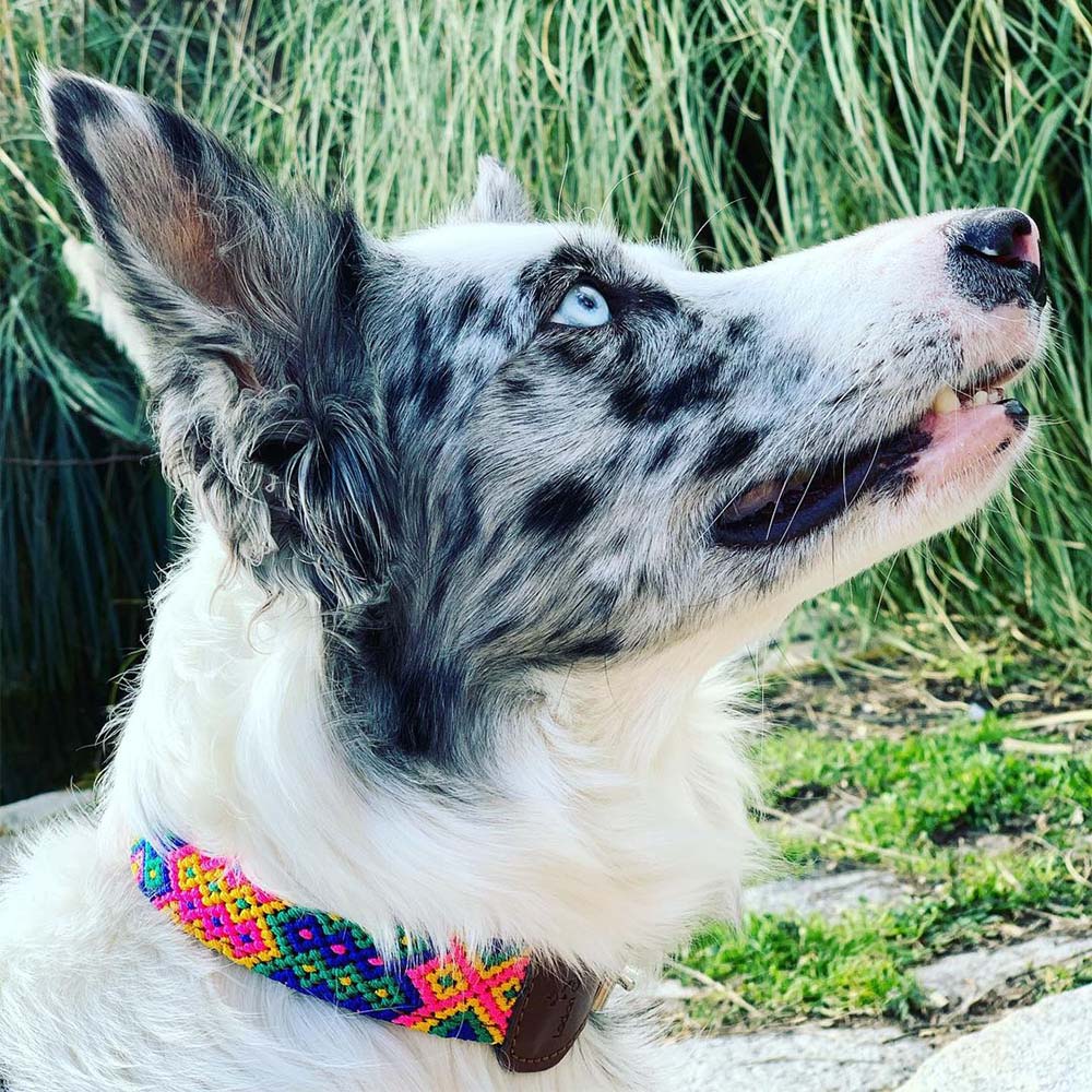 Collar para perros Charro - Imagen 3