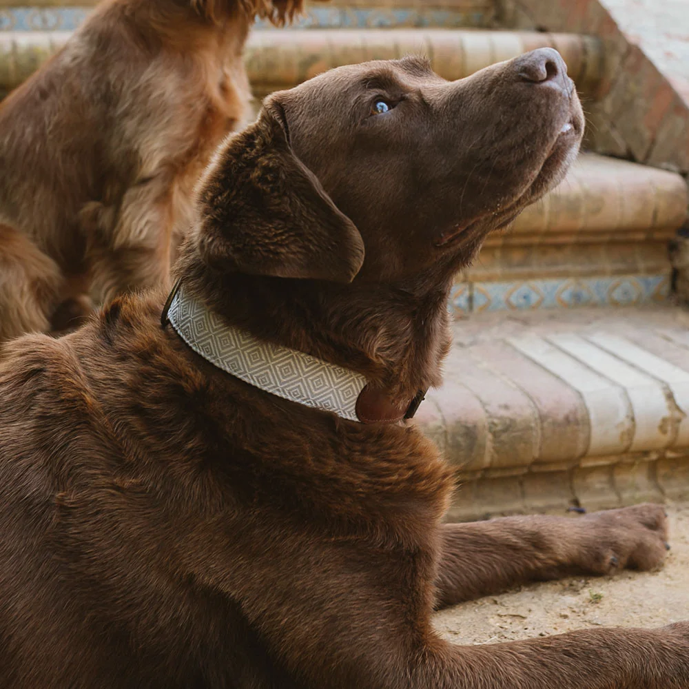 Collar para perros Corcho - Imagen 3