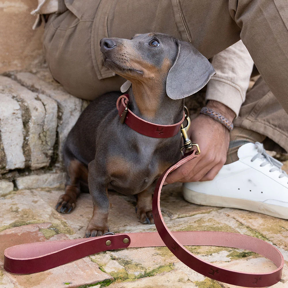 Collar para perros Cuero Premium Cereza - Imagen 3