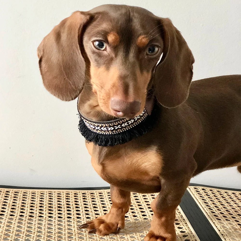 Collar para perros Dante - Imagen 3