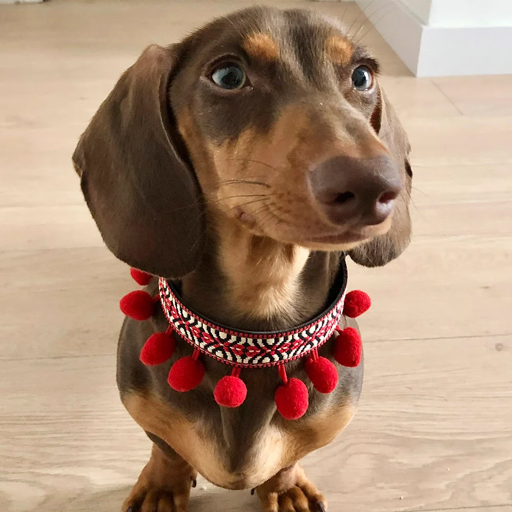 Collar para perros Frida - Imagen 3