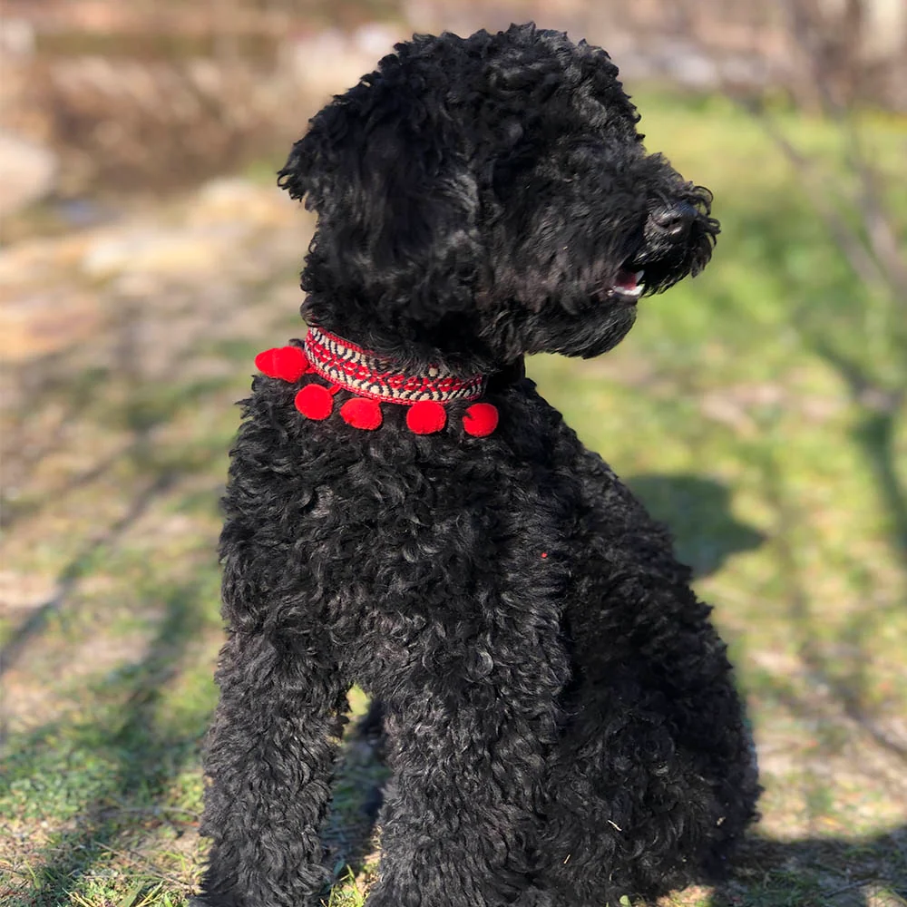 Collar para perros Frida - Imagen 7