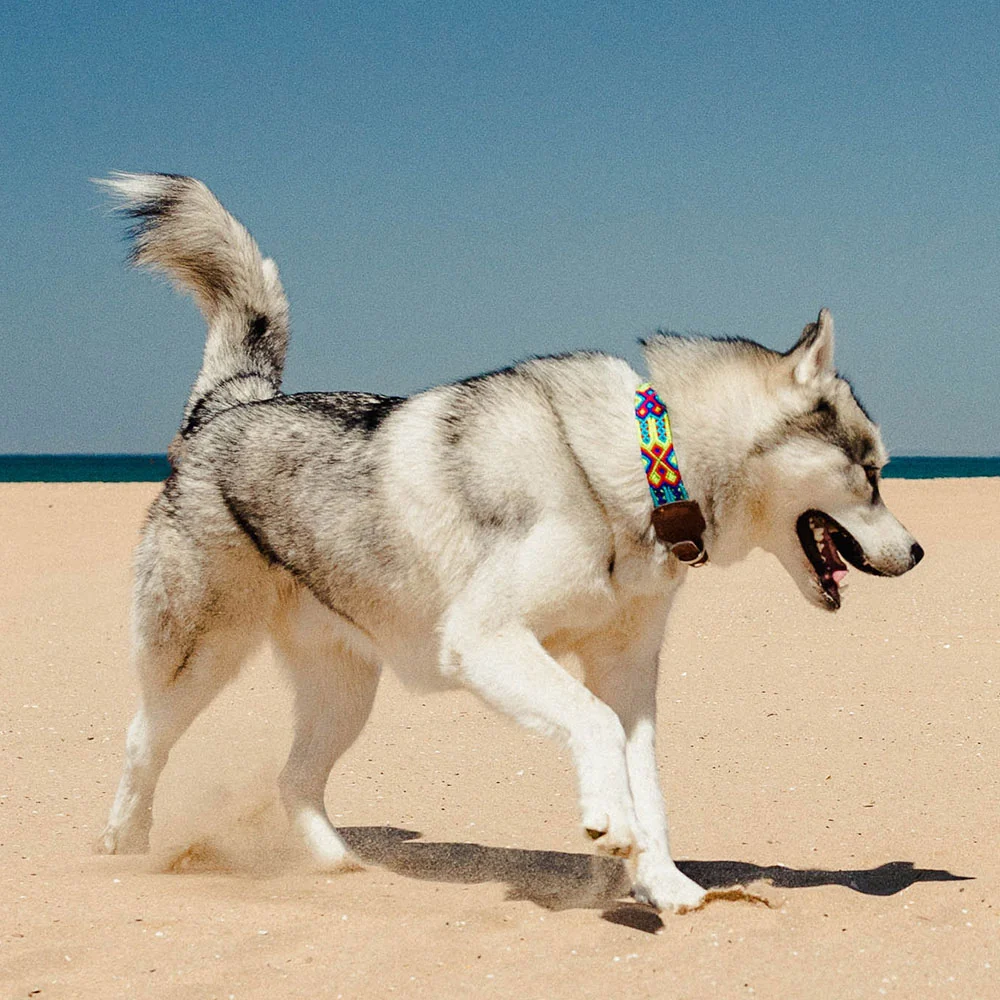 Collar para perros Frijol - Imagen 3
