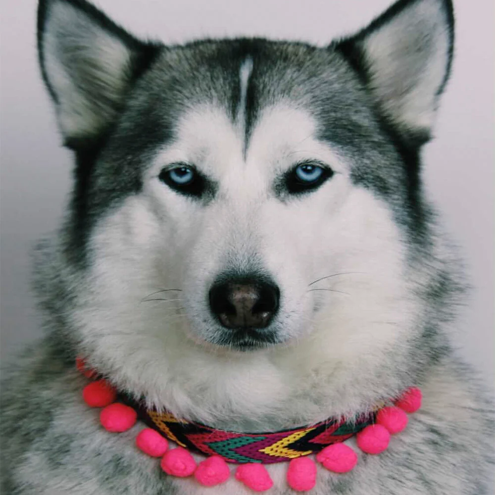 Collar para perros Ikal - Imagen 3
