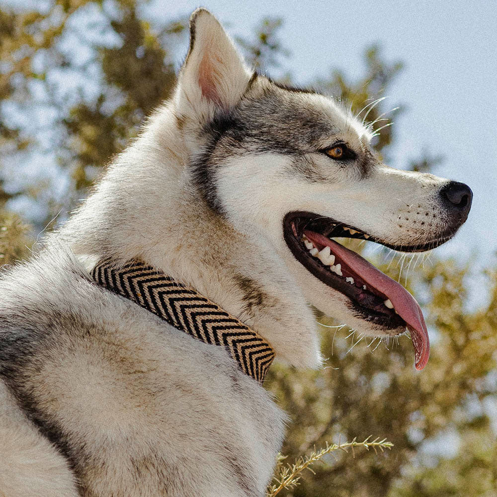 Collar para perros Jocho - Imagen 3