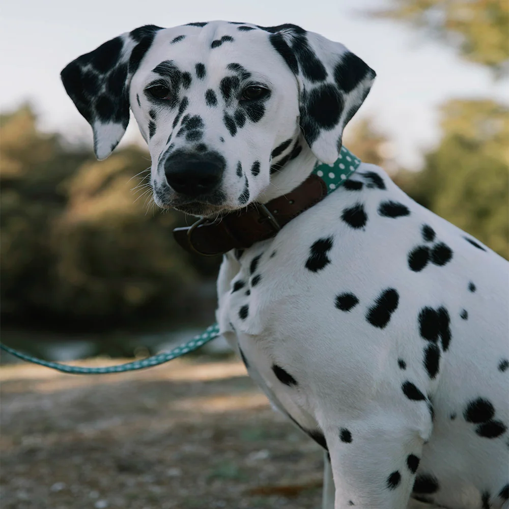 Collar para perros Lola - Imagen 3