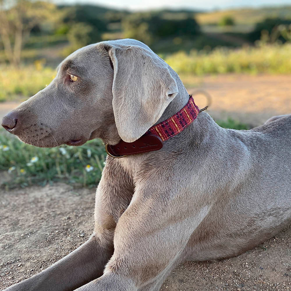 Collar para perros Luca - Imagen 3