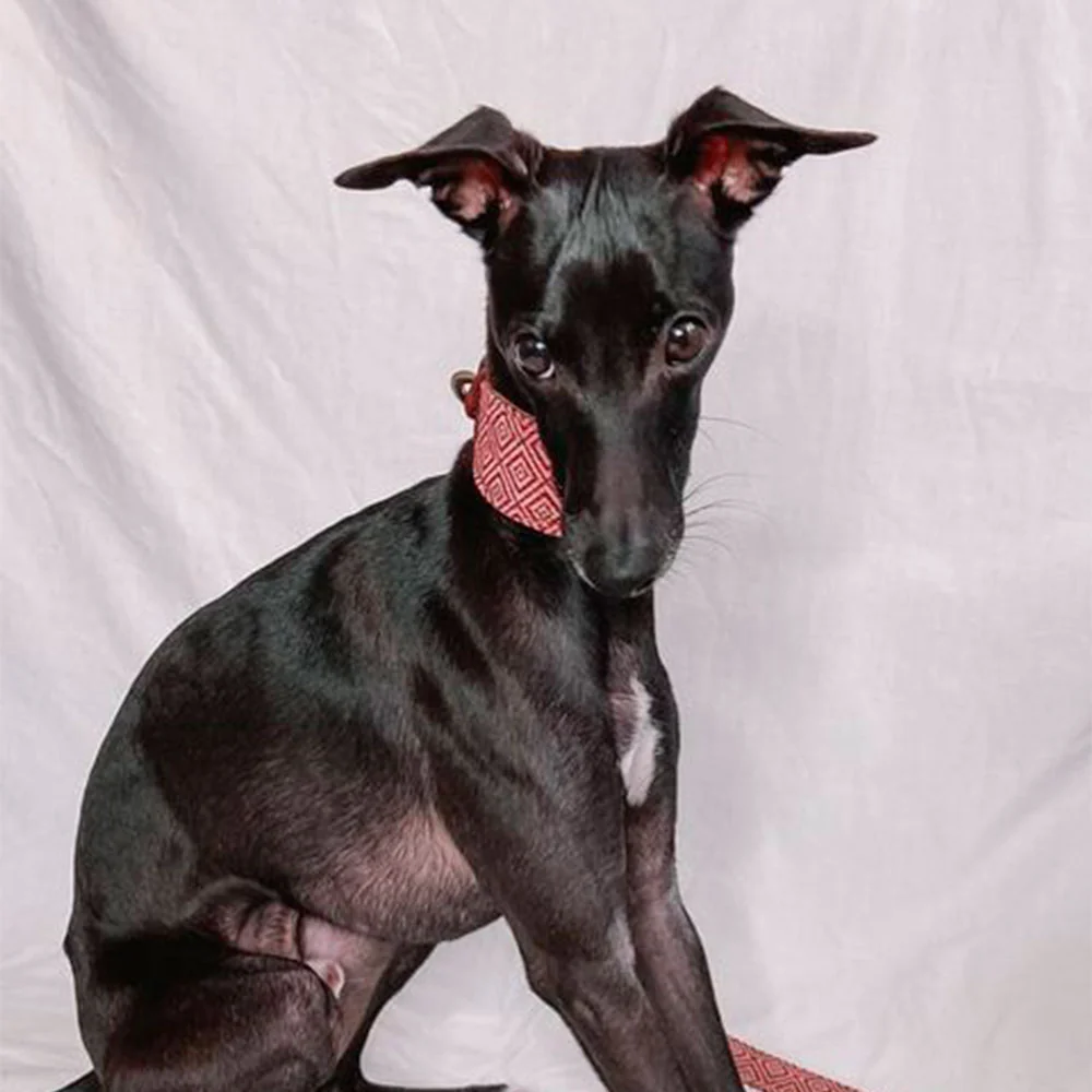 Collar para perros Mambo Galgo - Imagen 3