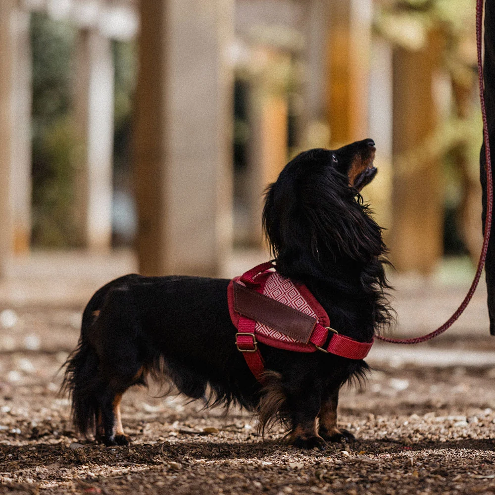 Arnés para perros de seguridad Mambo - Imagen 3
