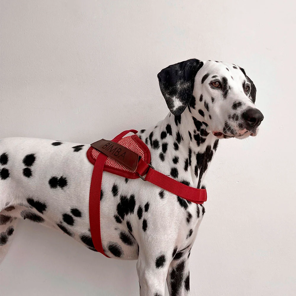 Arnés para perros de seguridad Mambo - Imagen 5