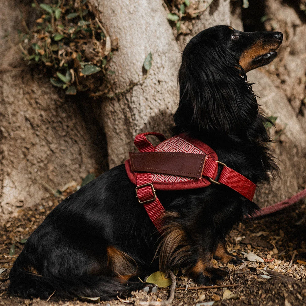 Arnés para perros de seguridad Mambo - Imagen 8