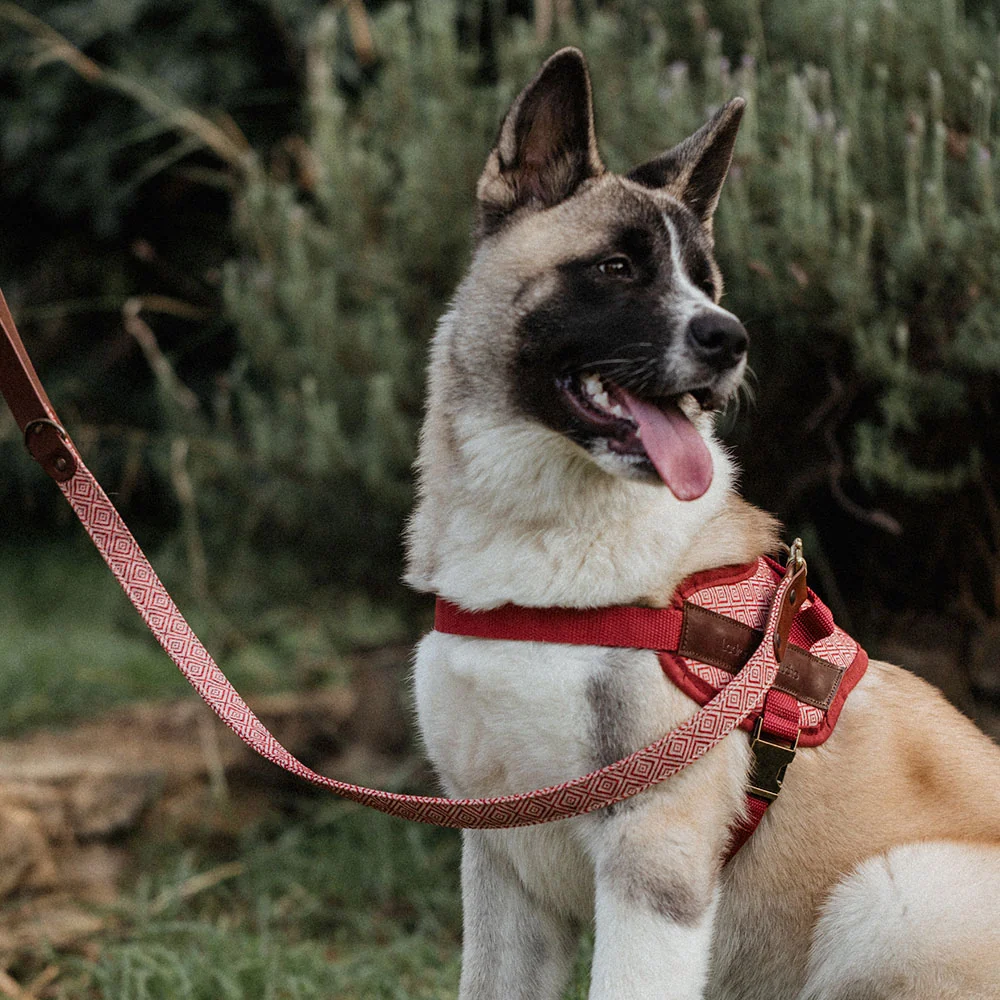 Arnés para perros de seguridad Mambo - Imagen 9