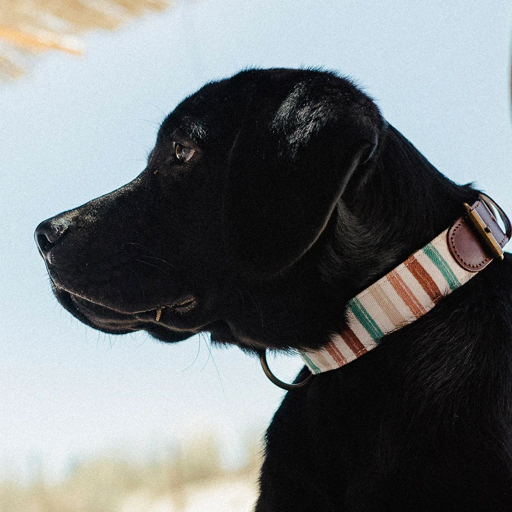 Collar para perros Max - Imagen 3