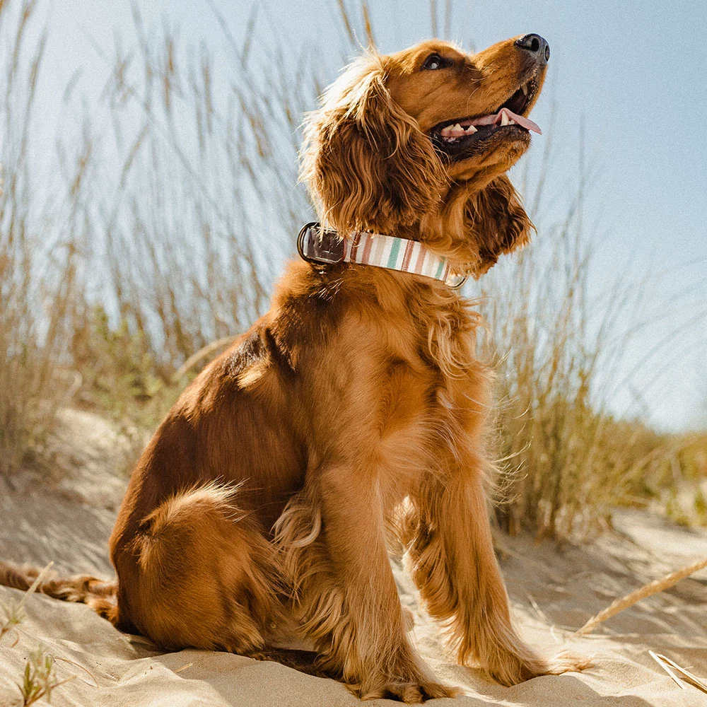 Collar para perros Max - Imagen 6