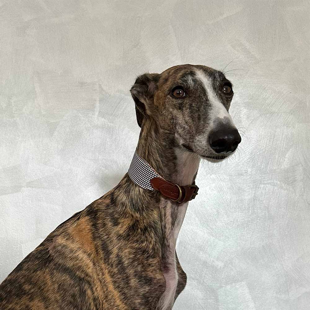 Collar para perros Milo Galgo - Imagen 3