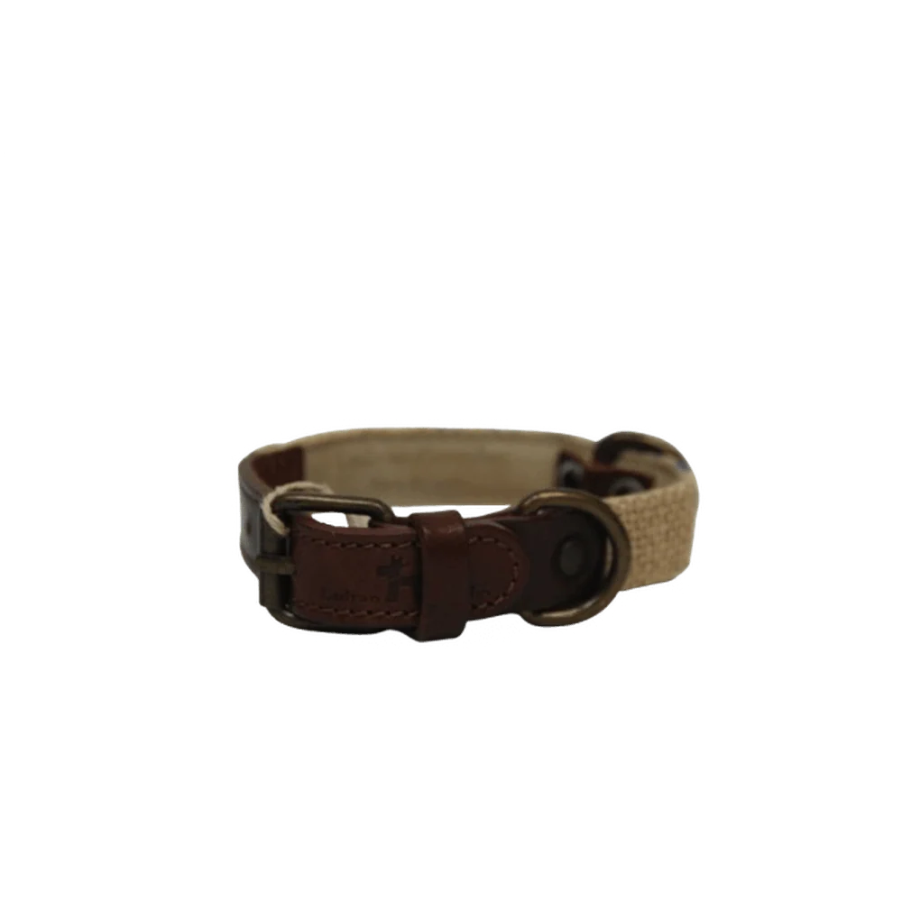 Collar para perros neutro con detalles azules (outlet) - Imagen 3
