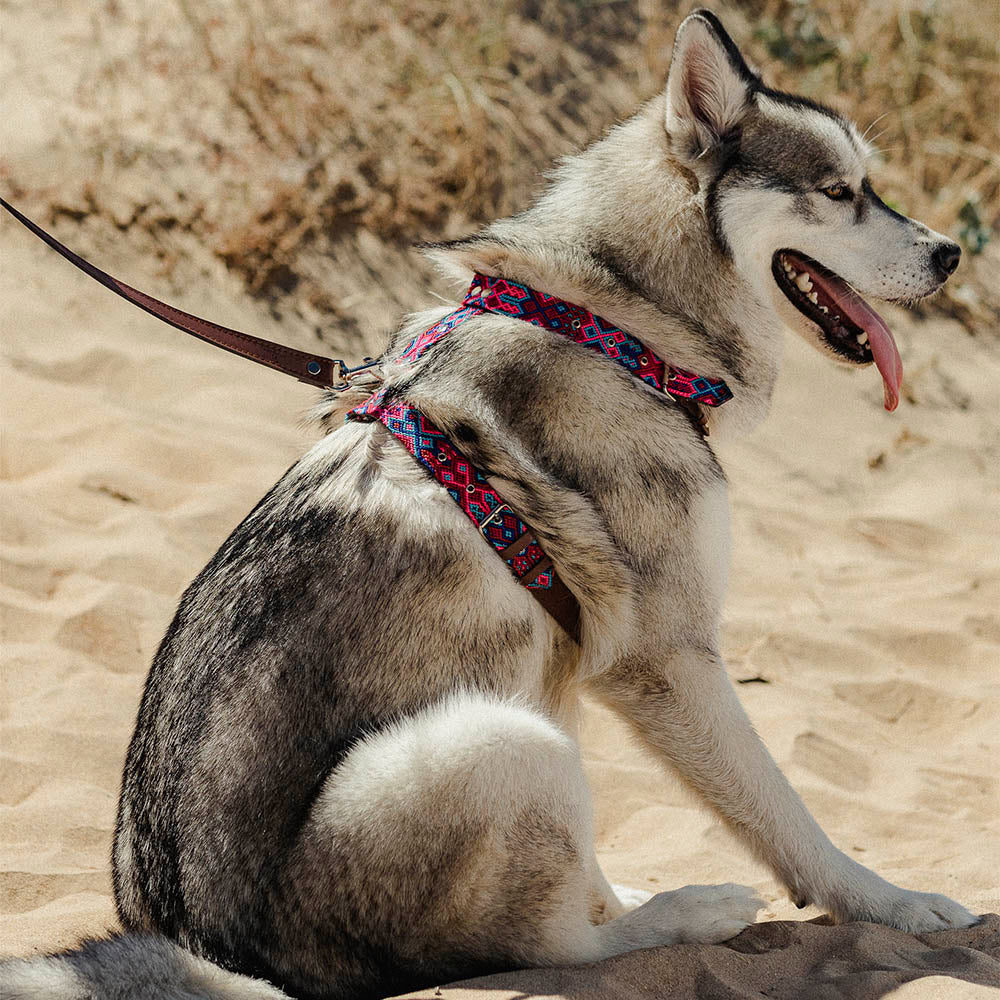 Arnés para perros Órale - Imagen 7