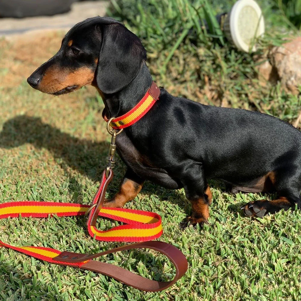 Collar para perros España - Imagen 3