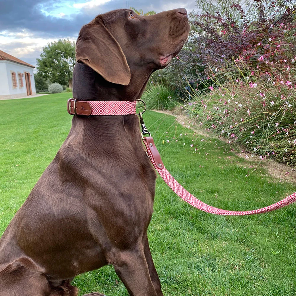 Collar para perros Mambo - Imagen 3