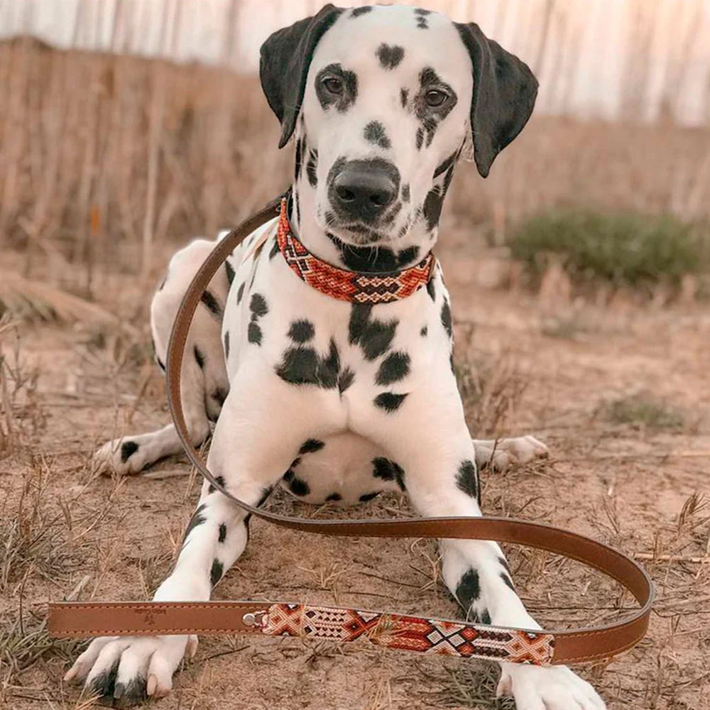 Collar para perros Chavo - Imagen 3