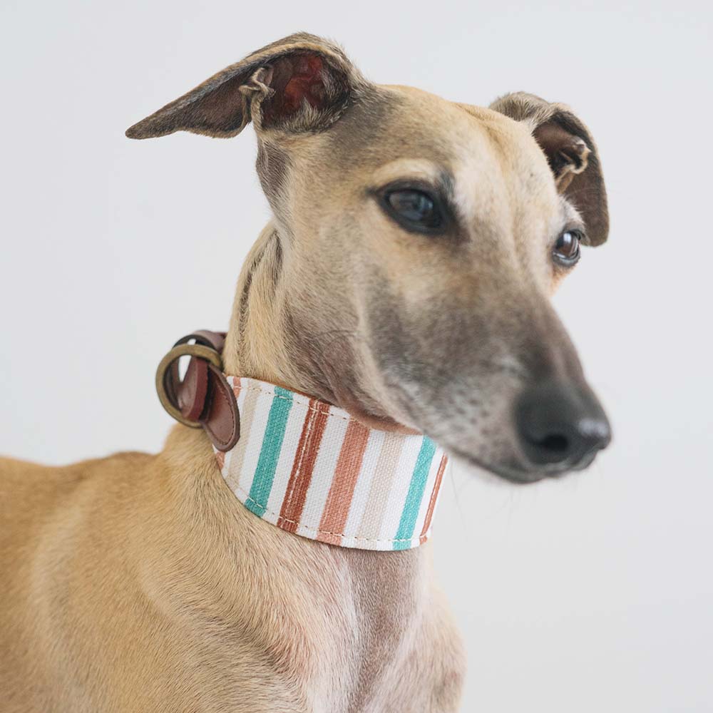 Collar para perros Max Galgo - Imagen 3