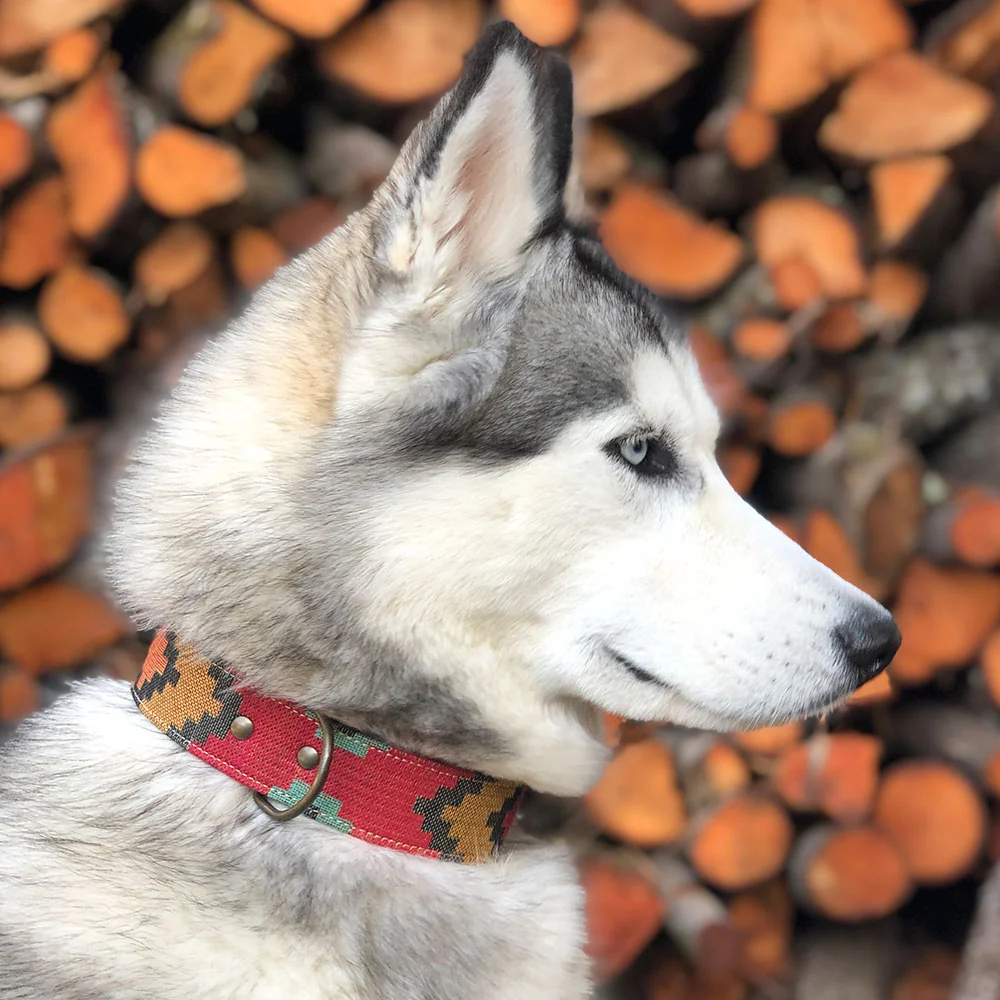 Collar para perros Scooby - Imagen 3